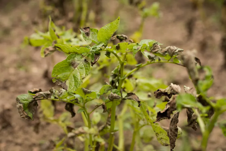 blight infected green leaves with brown patches from disease