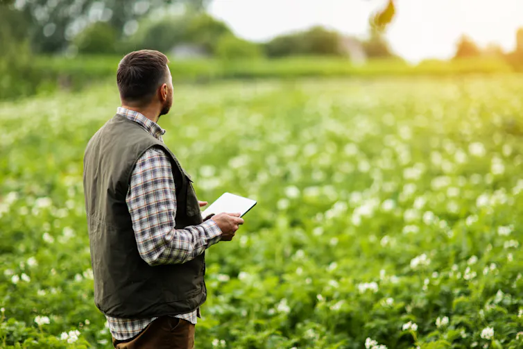 Farmer stands in field of potatoes with digital tablet