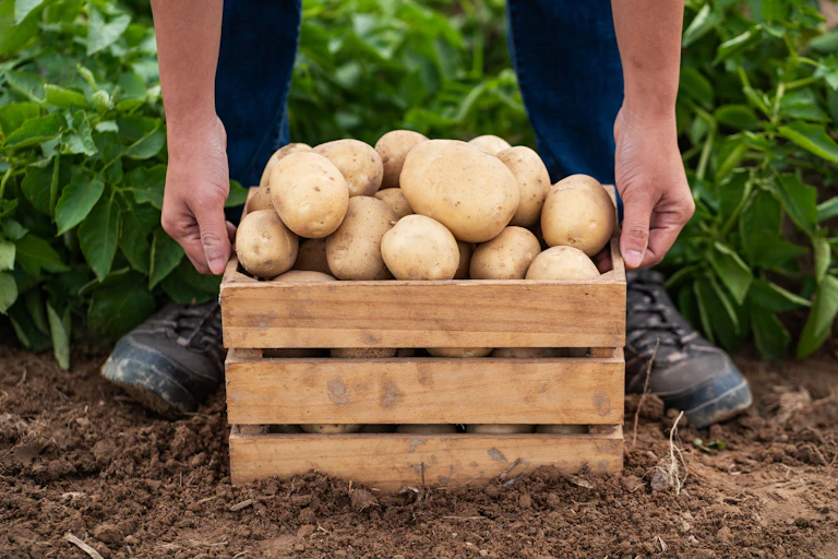 woman farmer holding box of potatoes