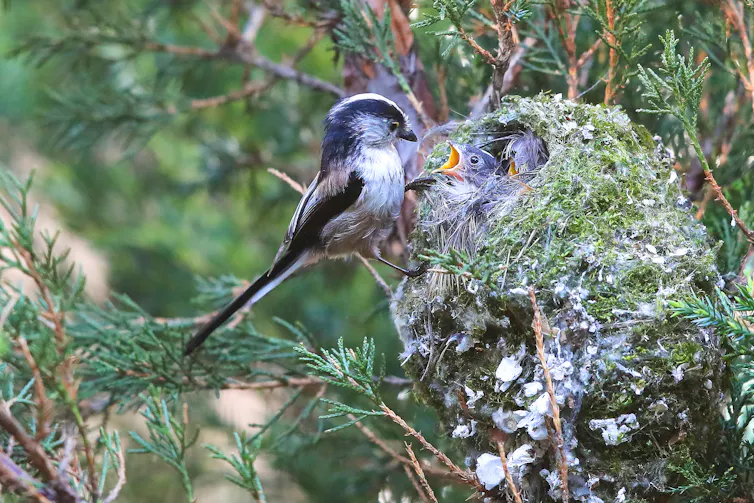 Bird with long tail feeding chicks in nest.