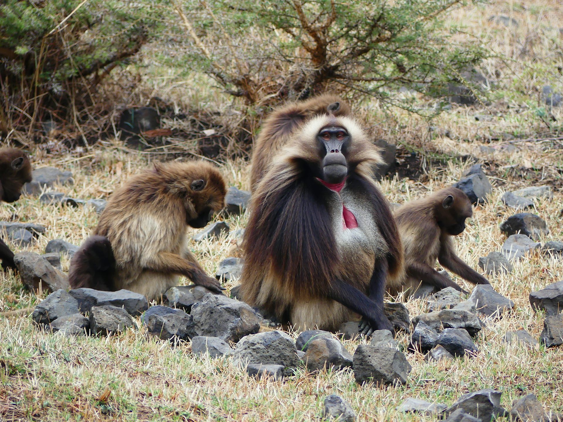 Un mâle géladas fixe l'objectif entouré de deux femelles.