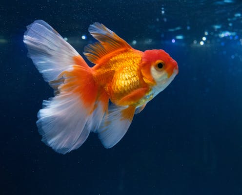 Peces conduciendo coches y chimpancés haciendo cálculos matemáticos: para qué sirve enseñar a los animales habilidades “irrelevantes”