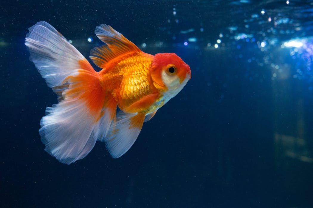 Peces conduciendo coches y chimpancés haciendo cálculos matemáticos: para qué sirve enseñar a los animales habilidades “irrelevantes”