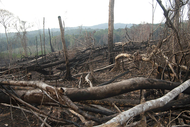 A burnt area with felled trees