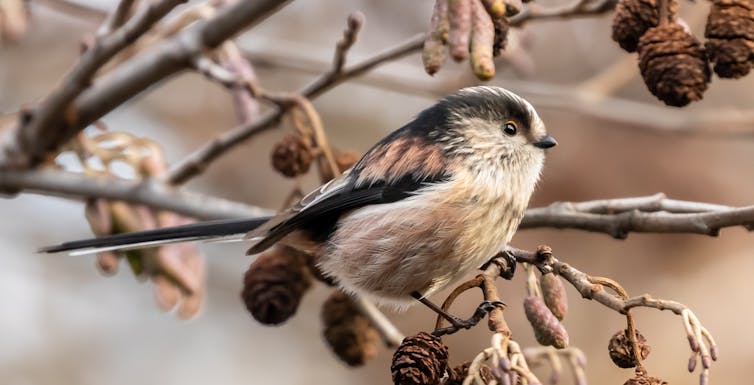 Long-tailed tit perches on twig.