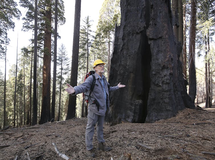 A man in a hard hat gestures amid a burned forest with very large trees.
