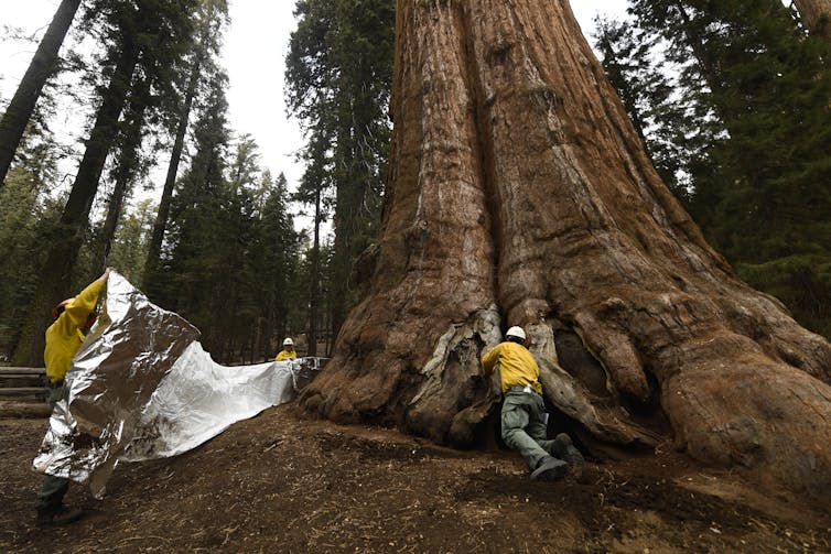 Firefighters hold giant sheets of foil-like insulating wrap that surrounded the giant tree. Each person is tiny compared to the width of the tree.