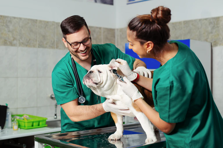 Male and female vets with bulldog