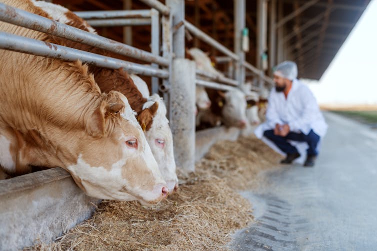 Cows and vet