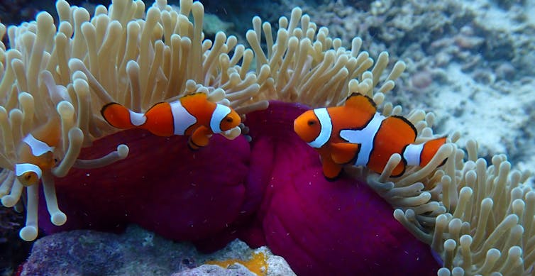 Two tropical fish surrounded by the tentacles of an anemone.