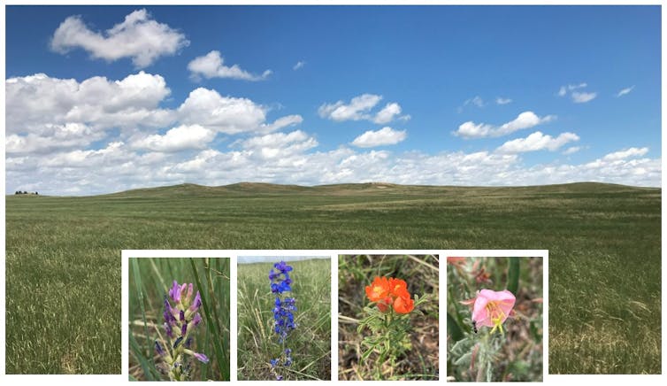 A view of grass with four inset photos of flowers.