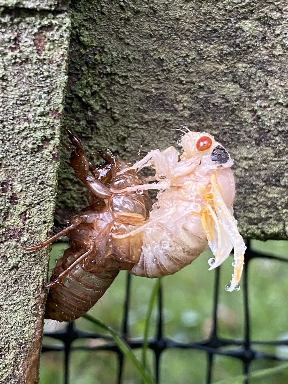 Pale Insect Billions of cicadas are emerging, from Cape Cod to north Georgia – here ...