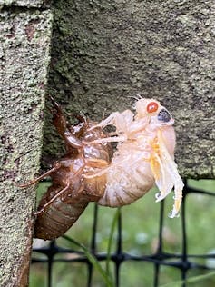 A pale insect on a tree trunk crawls loose from a hard brown shell