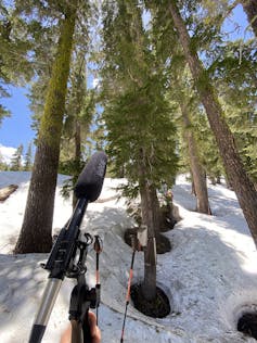 a long microphone points away from camera toward trees in a snowy landscape