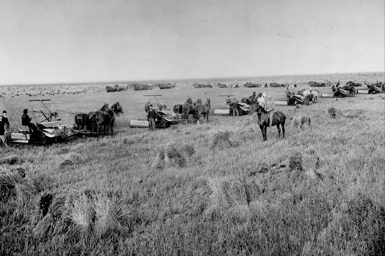 A black and white photo of wheat farm land with a horse and rider in the foreground.