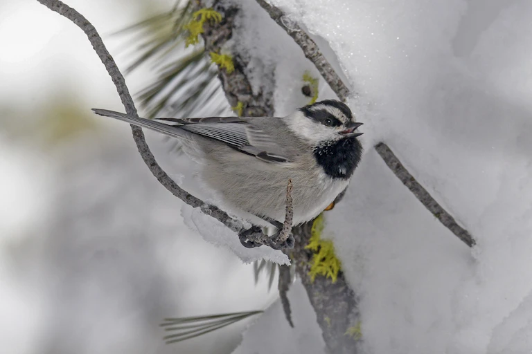 small gray and black bird with its mouth open sits on a snowy branch