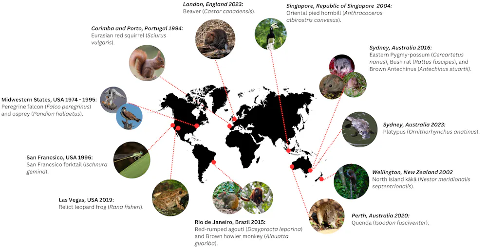 Rewilding Project Urban rewilding has brought back beavers, hornbills and platypuses to ...