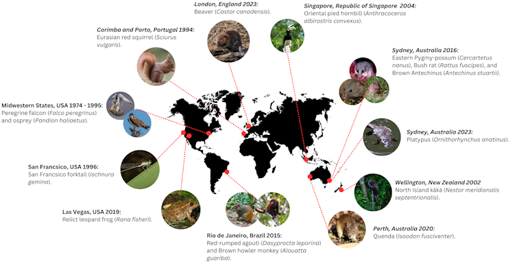 urban rewilding figure, world map and species.
