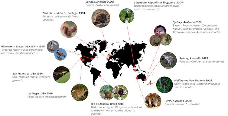 urban rewilding figure, world map and species.