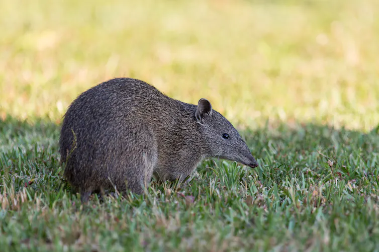 quenda bandicoot on grass.