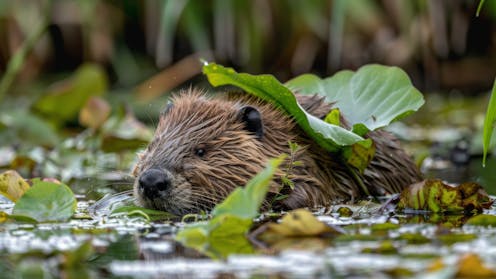 Urban rewilding has brought back beavers, hornbills and platypuses to city parks – and that’s just the start