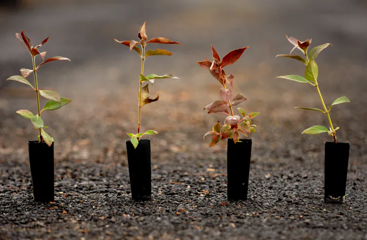 seedlings