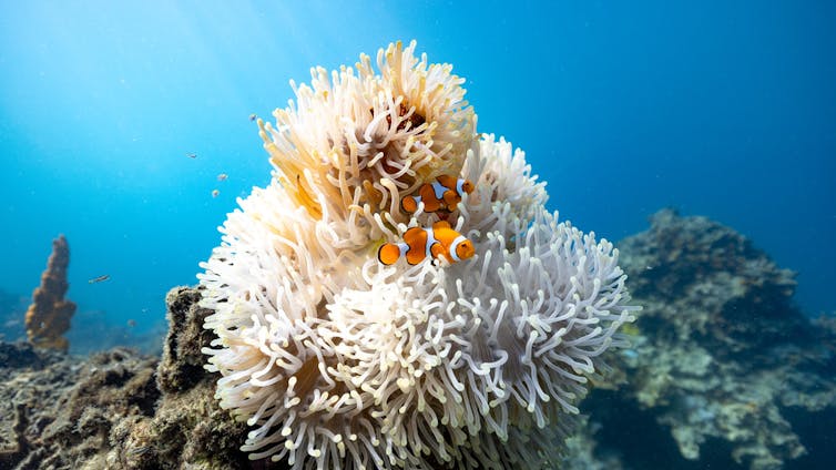 A white anemone with two clownfish.
