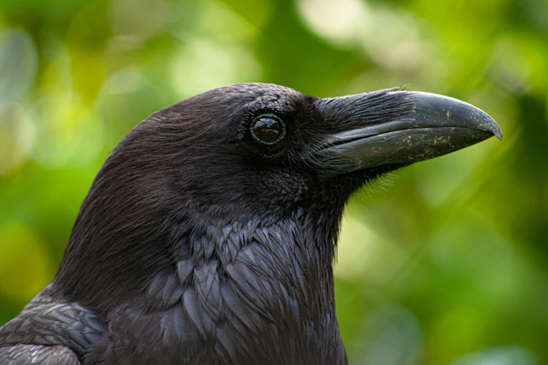 Close up of raven.