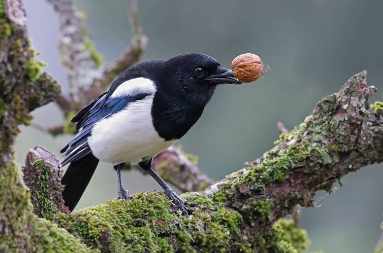 Magpie perched on mossy tree branch with nut in its beak.