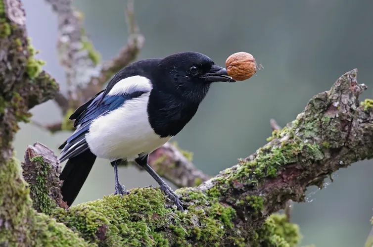Magpie perched on mossy tree branch with nut in its beak.