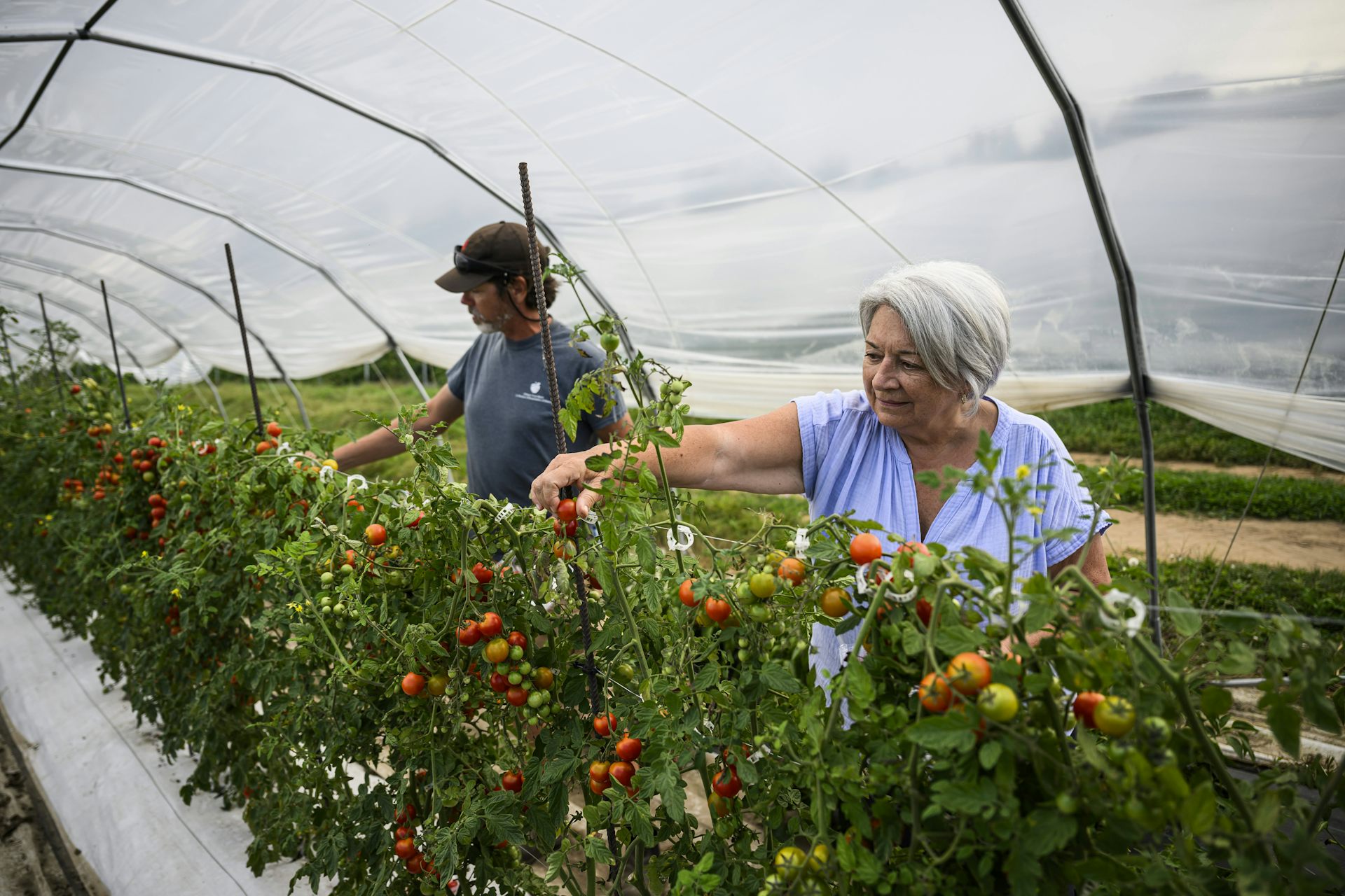A with short grey hair woman picks tomatoes in a greenhouse.
