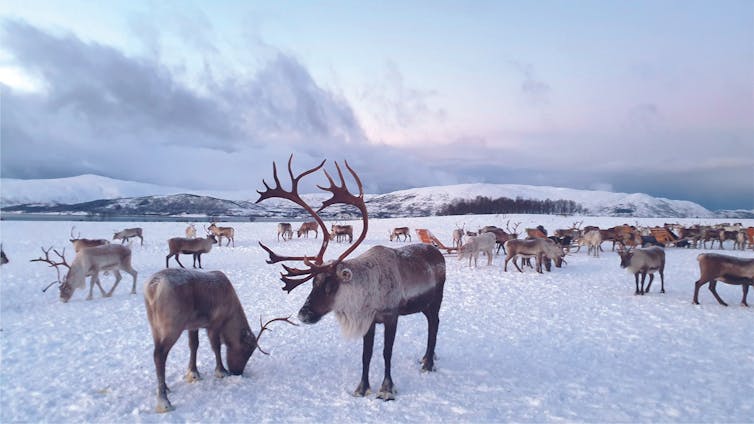 A herd of caribou in a field covered in snow