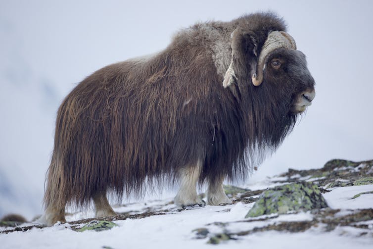 An image of a Muskox