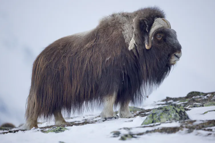 An image of a muskox