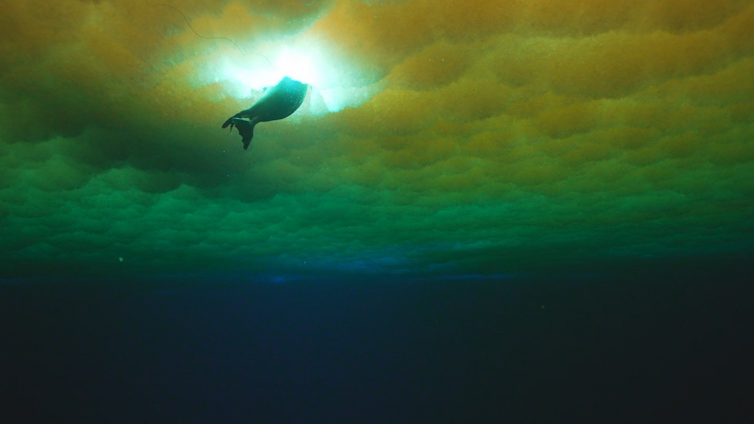 View from under the sea ice in McMurdo Sound, with the sub-ice platelet layer extending down into the water.