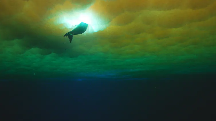 View from under the sea ice in McMurdo Sound, with the sub-ice platelet layer extending down into the water.