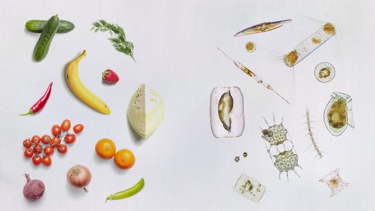 A graphic showing different microalgae and a range of fruits and vegetables.