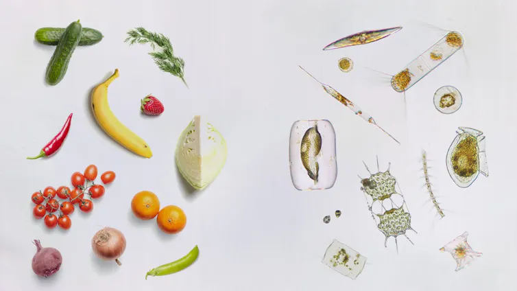 A graphic showing different microalgae and a range of fruits and vegetables.