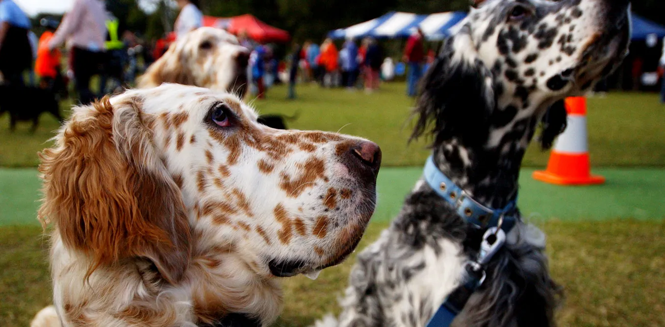 As the Million Paws Walk takes its last lap, other charity fundraising events face serious challenges As the Million Paws Walk takes its last lap, other charity fundraising events face serious challenges