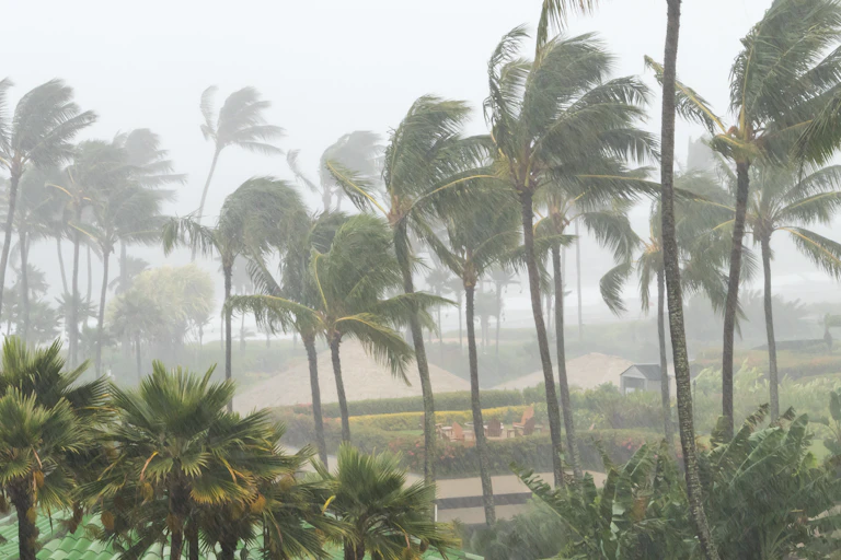 Palm trees blown by tropical cyclone or severe storm