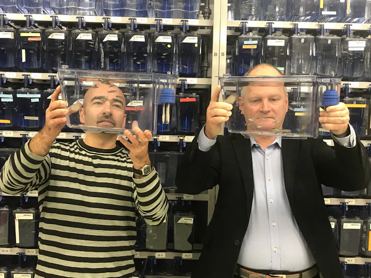 Researchers holding up small water tanks with zebrafish.