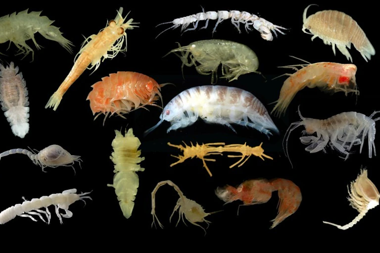 Muchos pequeños crustáceos de colores