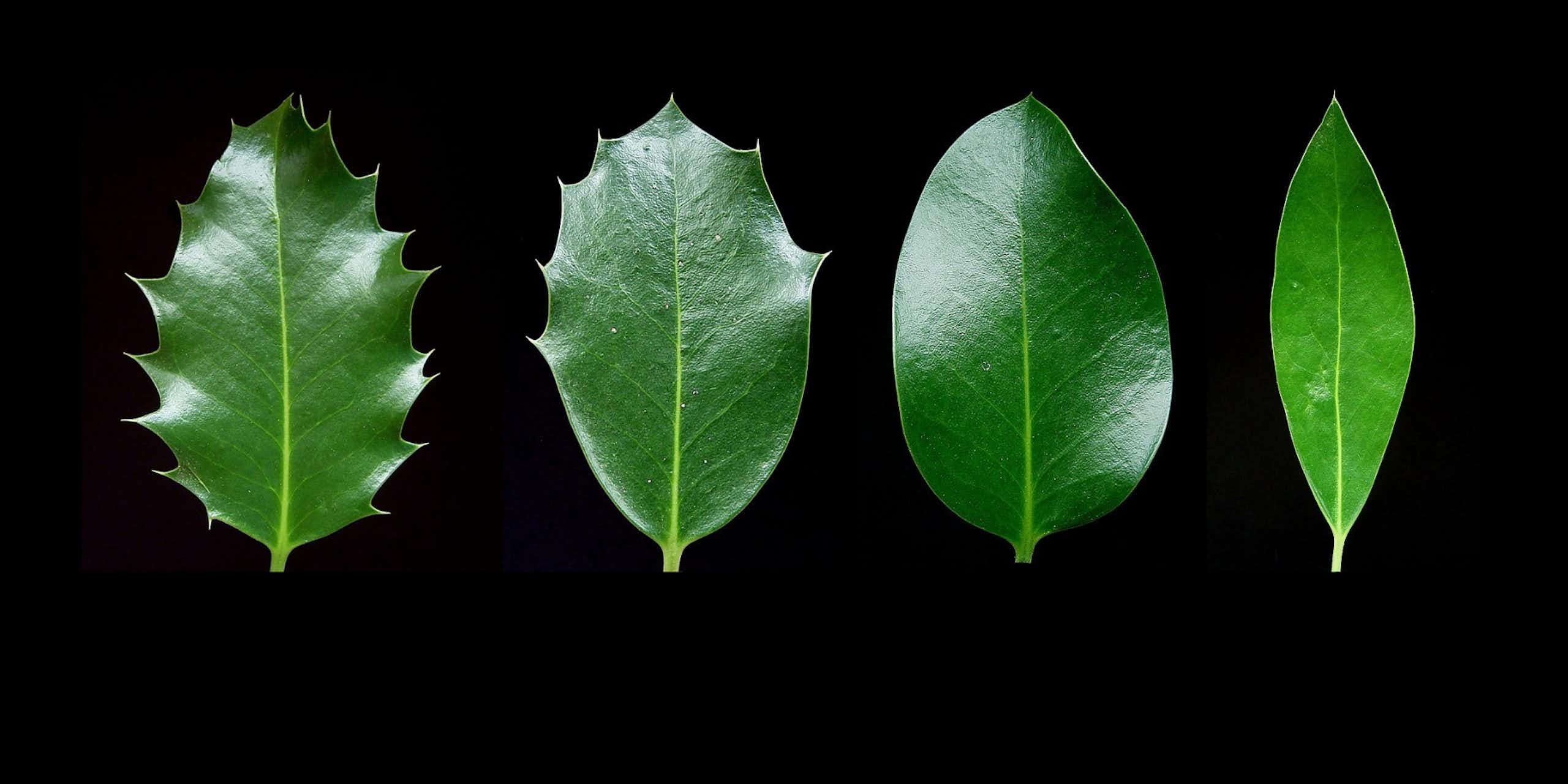 Pourquoi le houx a-t-il plusieurs types de feuilles ?