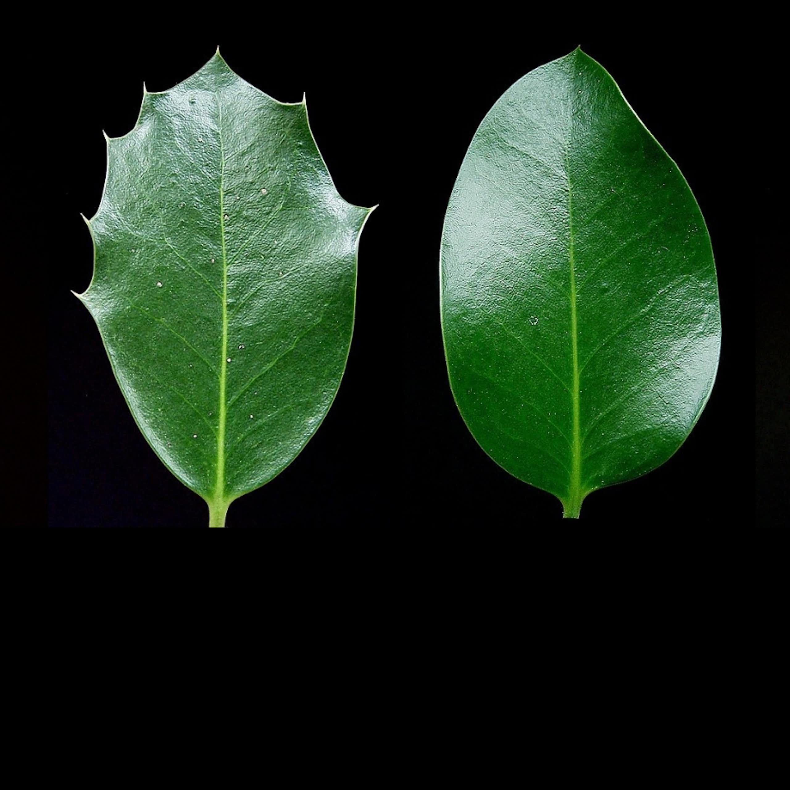 Pourquoi le houx a-t-il plusieurs types de feuilles ?