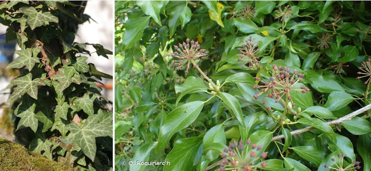 Le lierre (_Hedera helix_) présente deux types de feuilles : les premières, celles qu'on connait le mieux, sont lobées, celles que l'on trouve sur les rameaux floraux sont plus claires, entières et ovales.
