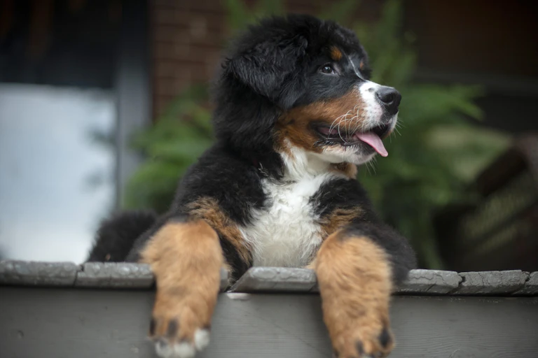 A Bernese mountain dog with its front paws dangling over the edge of a step