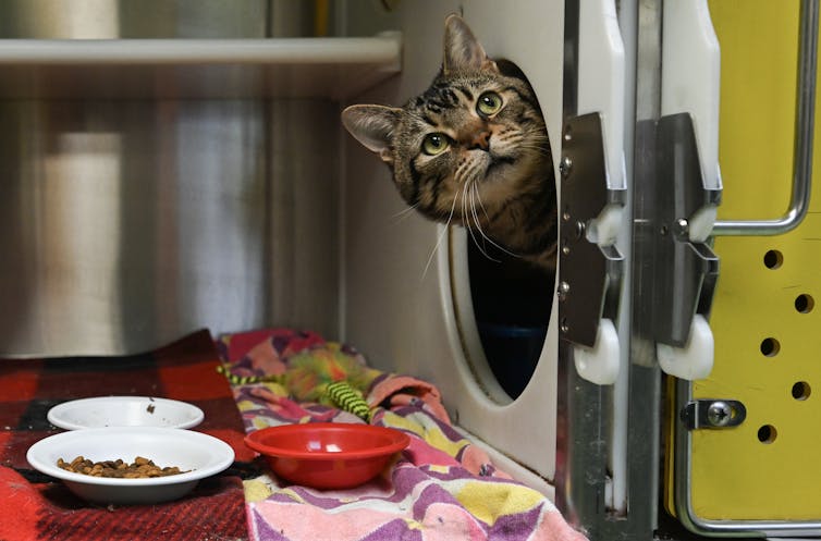 Un gato que despertó la cabeza de la apertura de la ronda