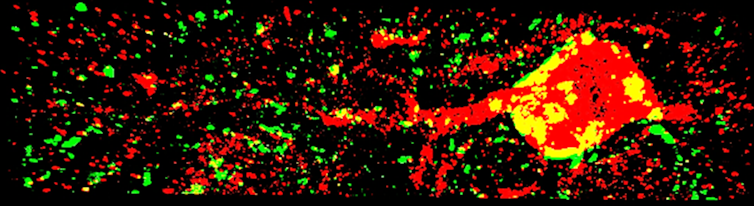 Resembling paint splatter, a round glob of green, yellow and red is superimposed on each other and surrounded by flecks of these same colors