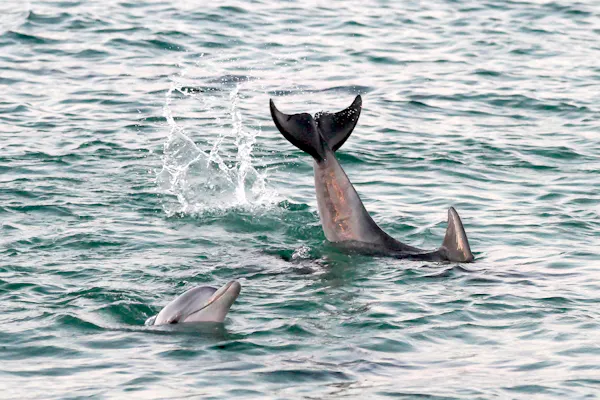 Dolphins Create Their Own “Names” That May Carry Hidden Information File 20250523 68 Ej23wt.jpg?ixlib=rb 4.1