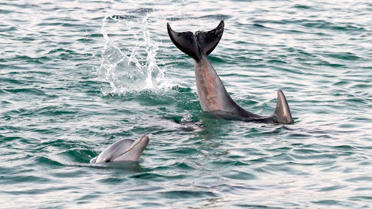Dolphins frolicking.